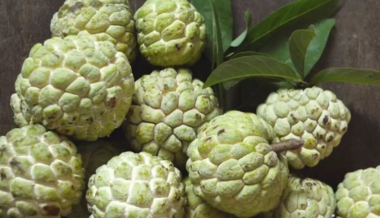 شریفے کے صحت پر بے شمار کرشماتی فوائد