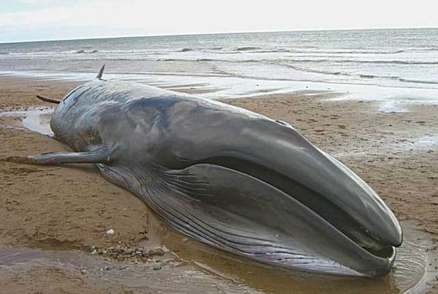 اورماڑہ کے قریب مردہ وہیل ساحل سمندر پر آگئی