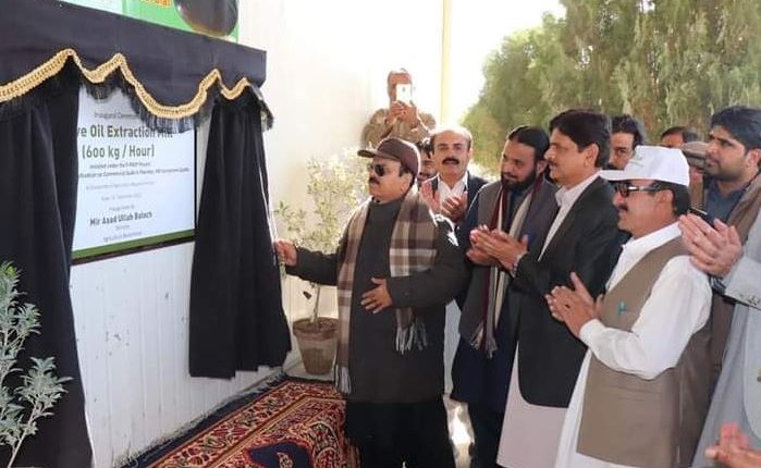 زیتون کی کاشت کیلئے صوبے بھر میں چھ لاکھ پودے لگائے جا چکے ہیں،اسد اللہ بلوچ