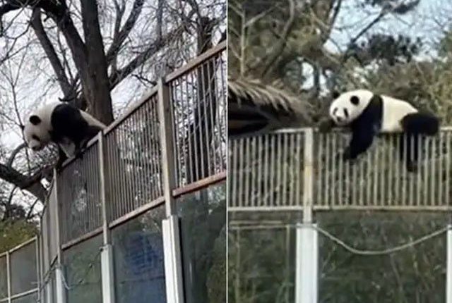 معصوم نظر آنے والے پانڈے کی دیدہ دلیری کی ویڈیو وائرل