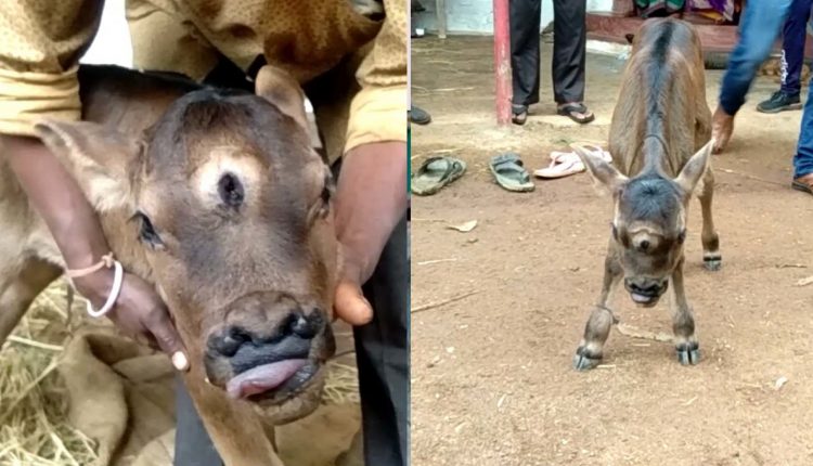 بھارت میں 3 آنکھوں اور ناک میں 4 سوراخ والے بچھڑے کی پیدائش
