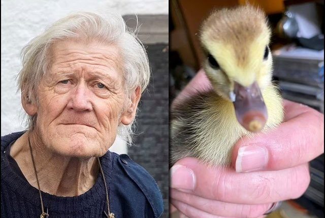 برطانوی حکومت نے 79 سالہ بزرگ کے بطخیں پالنے پر پابندی لگادی