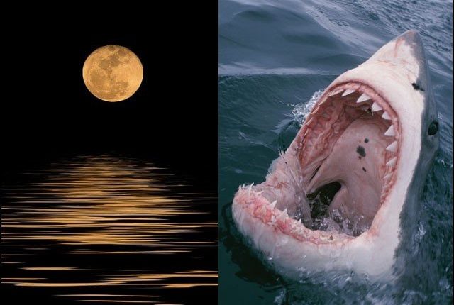 چڑھتے چاند کی تاریخوں میں شارک کے حملے بڑھ جاتے ہیں، تحقیق