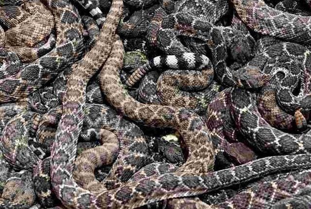 امریکا میں سیکڑوں خطرناک سانپوں میں گھری لاش برآمد