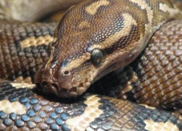 گھر میں دیوقامت اڑدھا دیکھ کر لوگ خوفزدہ ہو گئے، ویڈیو وائرل