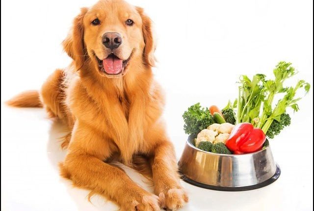 اپنے پالتو کتے کو سبزیاں کھلائیے اور 71 لاکھ روپے سالانہ کمائیے!