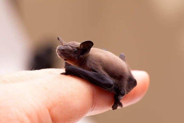 دو گرام وزن رکھنے والا دنیا کا چھوٹا ترین ممالیہ