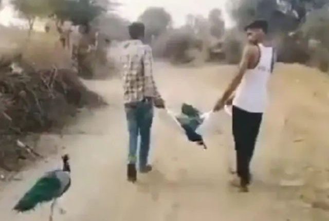 مورنے ساتھی کے مرنے کے بعد بھی ساتھ نہ چھوڑا