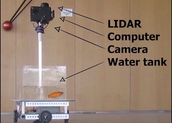 مچھلیوں نے گاڑی ’ڈرائیو‘ کرنا بھی سیکھ لیا!
