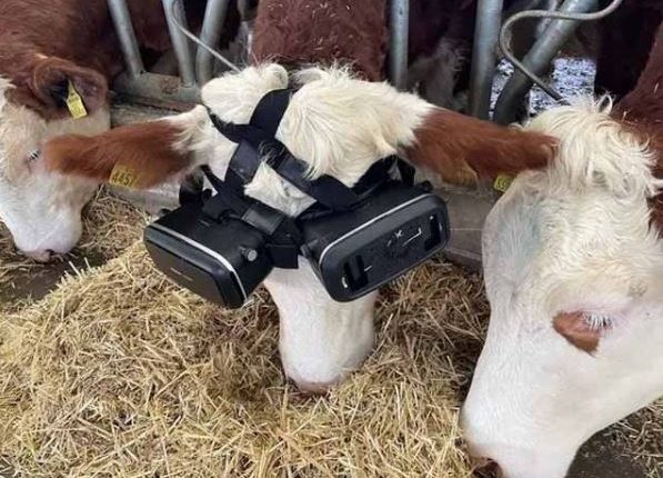 مویشیوں کو شام کے وقت دھوپ کے احساس کیلئے ورچوئل رئیلٹی چشموں کا استعمال