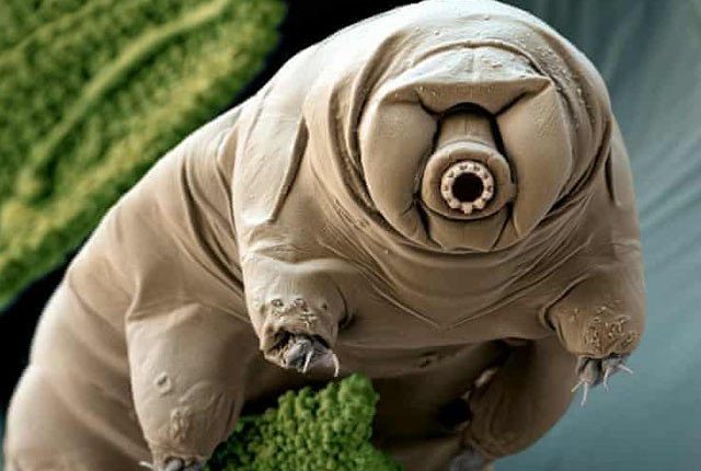 خلا میں زندہ رہنے والا واحد جانور