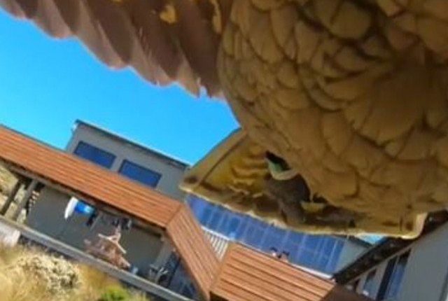 کیمرا چوری کرکے اڑنے والے طوطے نے دلچسپ ویڈیو بنالی