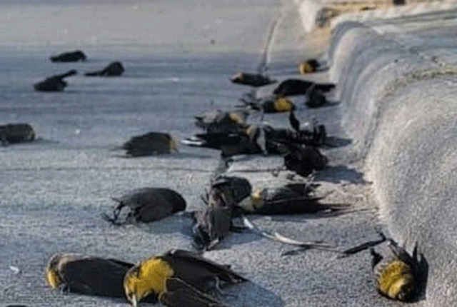 اچانک درجنوں پرندوں کے گر کر مرنے سے عوام خوفزدہ