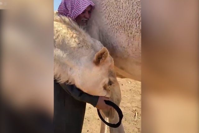 اونٹ کی سابق مالک سے جذباتی ملاقات سوشل میڈیا پروائرل