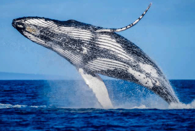 بعض وھیل ساتھی کی تلاش میں 6000 کلومیٹر کا سفر بھی کرتی ہیں،