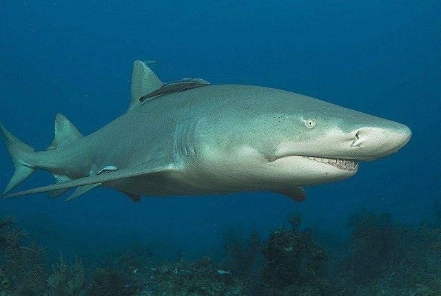 امریکا میں حملہ آور شارک کو ٹک ٹاکر نے گھونسے مار مار کر بھگا دیا