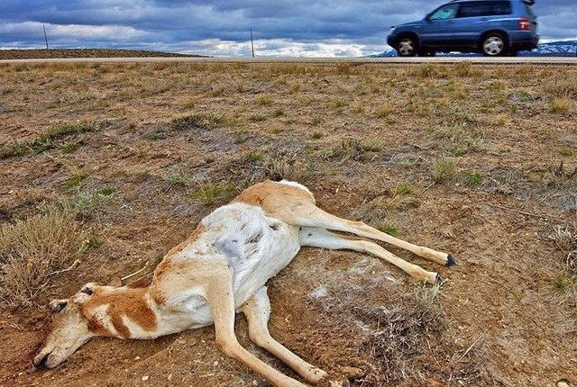 کارحادثے میں مرنے والے جانور اب مینو میں شامل