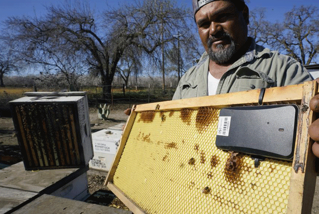 امریکا میں مکھیوں کے چھتوں کی چوری میں غیرمعمولی اضافہ