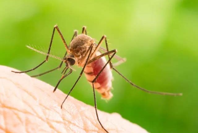 پاکستان میں مچھروں سے نئی بیماری پھیل گئی