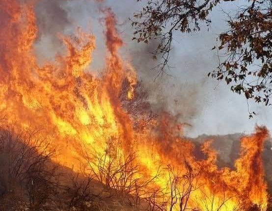 پاکستان میں چلغوزے کے سب سے بڑے جنگل میں لگنے والی آگ بے قابوکئی افراد جل کی جاں بحق ‘ حکومتی کوششیں بے سود