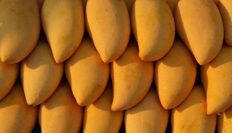 ماحولیاتی تبدیلی کے بدترین اثرات،آم کی پیداوار 60فیصد تک کم ہو گئی
