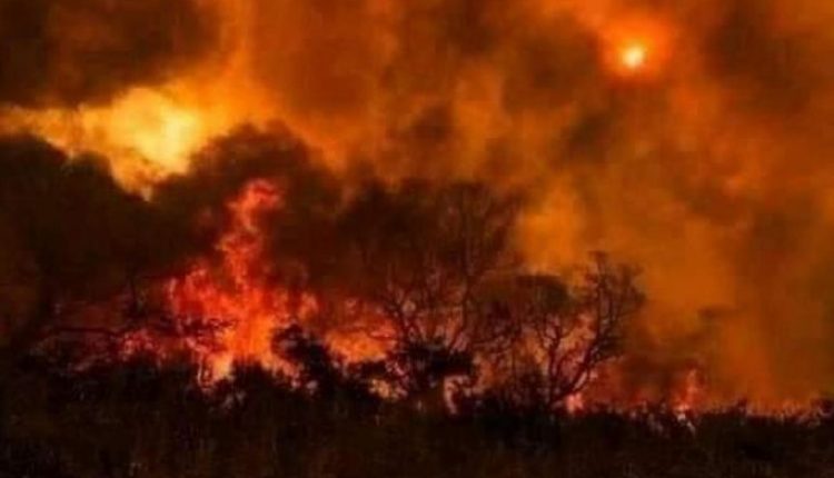 بلوچستان کے ضلع موسیٰ خیل و شیرانی کے جنگلات میں لگنے والی آگ تاحال بے قابو