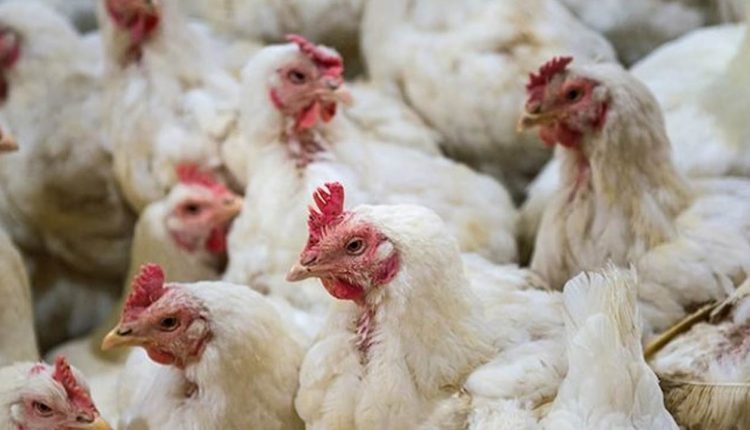 برائلر گوشت کی اونچی اڑان ایک ہی دن میں فی کلو بڑااضافہ