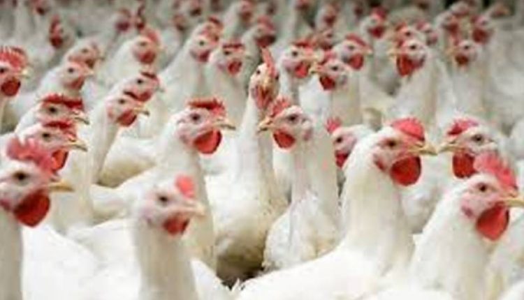 چکن کی قیمتوں کو پر لگ گئے ،قیمت میں ہوشر با اضافے نے عوا م کو دن میں تارے دکھا دیئے