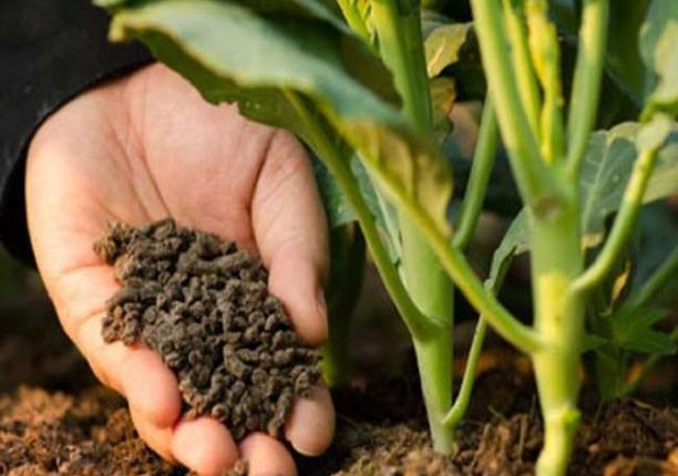 کھاد کے متوازن استعمال کا فصلوں کی پیداوار میں کردار