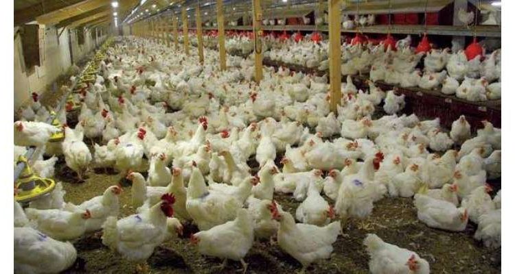 عید الاضحٰی کی آمد سے قبل برائلر گوشت کی قیمت میں واضح کمی