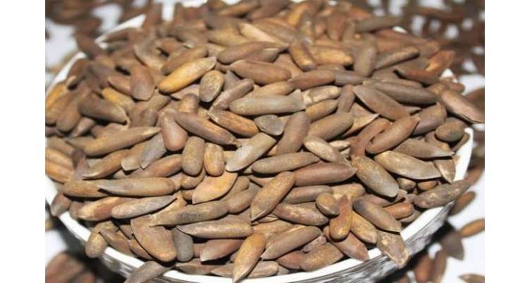 چین کو پاکستانی چلغوزے کی برآمدات 4 ملین ڈالر تک پہنچ گئیں