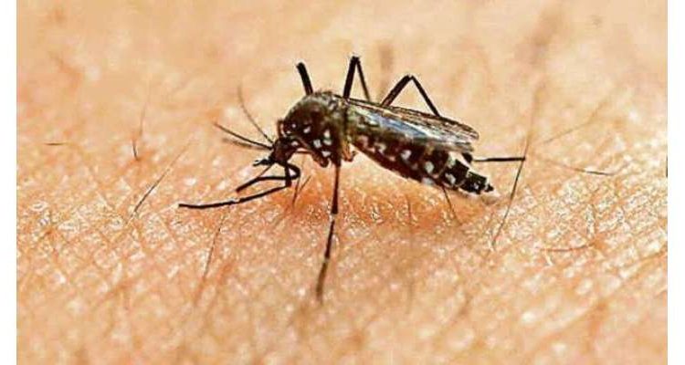 ملک کے 10 بڑے شہروں میں ڈینگی پھیلنے کا خدشہ