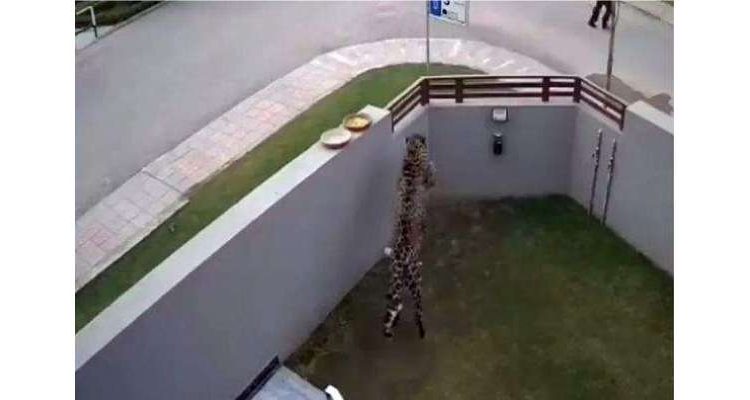 اسلام آباد میں چیتے کا شہریوں پر حملےکے معاملے میں نئی پیش رفت آگئی