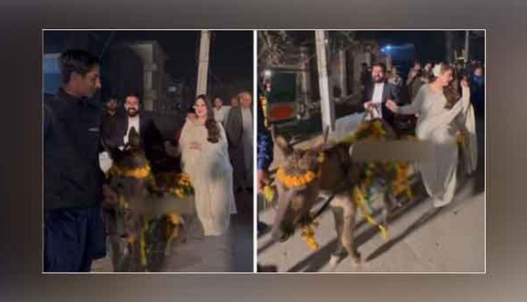 پیٹرول مہنگا ہے ؟ دلہا دلہن نے گدھا گاڑی پر انٹری دیدی