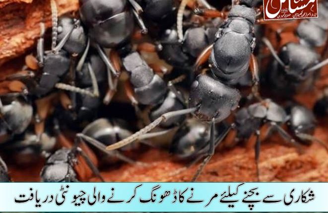 شکاری سے بچنے کیلئے مرنے کا ڈھونگ کرنے والی چیونٹی دریافت