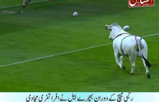 رگبی میچ کے دوران بپھرے بیل نے افرا تفری مچا دی