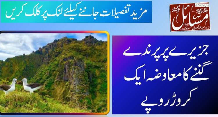 جزیرے پر پرندے گننے کا معاوضہ ایک کروڑ روپے