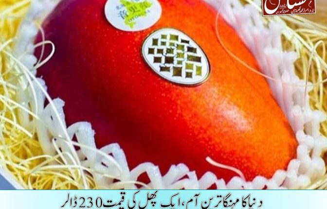 دنیا کا مہنگا ترین آم، ایک پھل کی قیمت 230 ڈالر