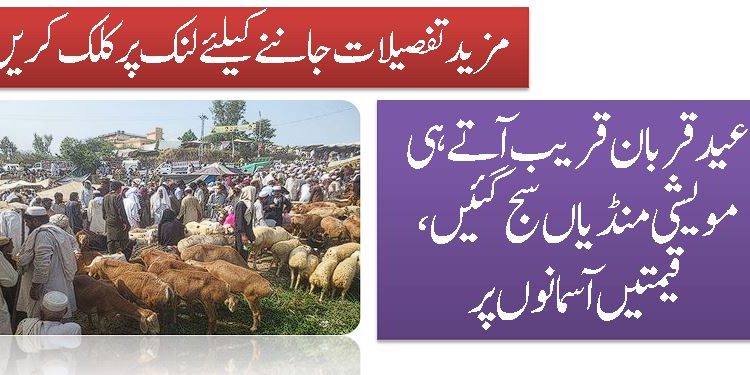 عیدقربان قریب آتے ہی مویشی منڈیاں سج گئیں، قیمتیں آسمانوں پر