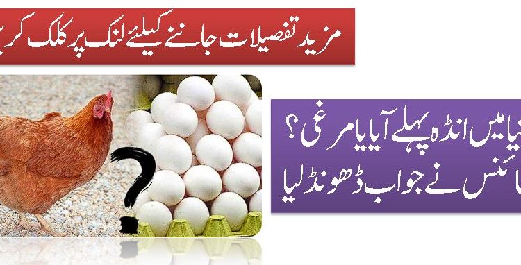 دنیا میں انڈہ پہلے آیا یا مرغی؟ سائنس نے جواب ڈھونڈ لیا