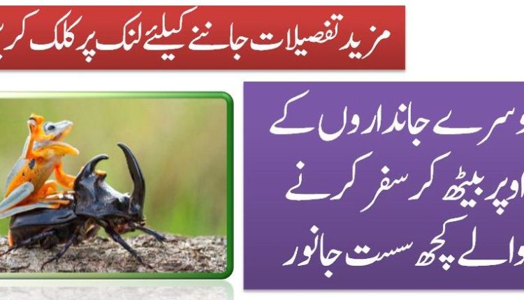 دوسرے جانداروں کے اوپر بیٹھ کر سفر کرنے والے کچھ سست جانور