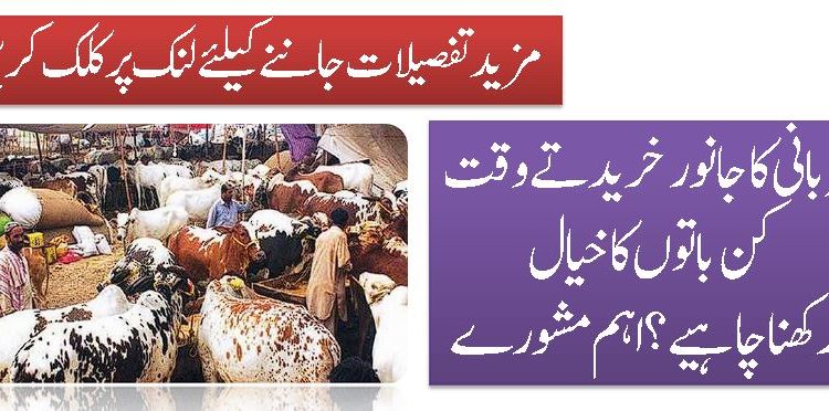 قربانی کاجانورخریدتےوقت کن باتوں کا خیال رکھنا چاہیے؟اہم مشورے