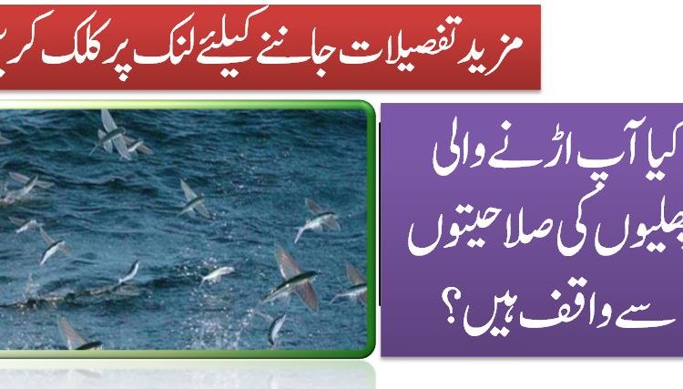 کیا آپ اڑنے والی مچھلیوں کی صلاحیتوں سے واقف ہیں؟