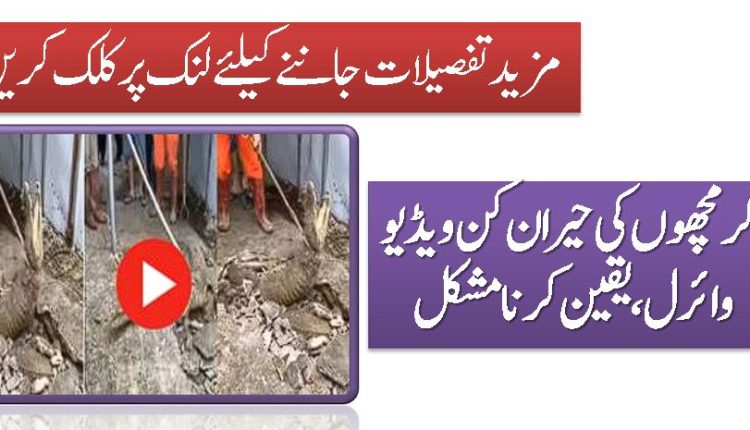 مگرمچھوں کی حیران کن ویڈیو وائرل، یقین کرنا مشکل